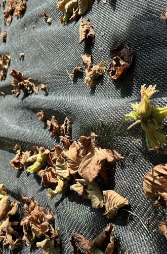 PE Raschel Toplama ve Kurutma Fileleri